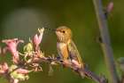 USA, New Mexico. Rufous hummingbird on limb. Art Print